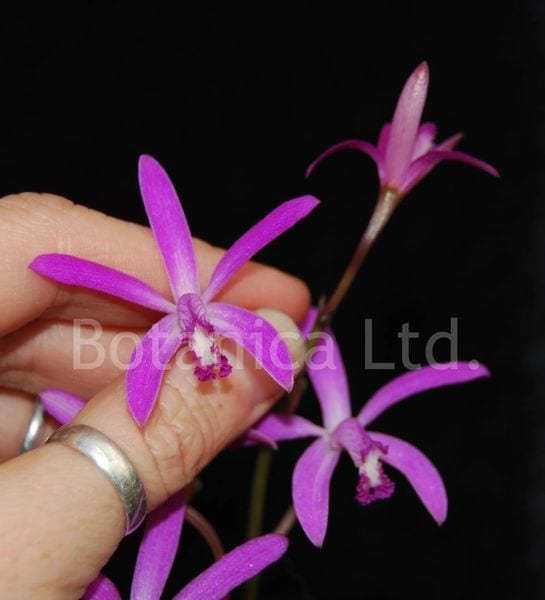 Laelia mantiqueirae - Botanica Ltd