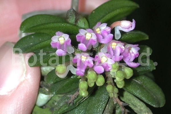 Schoenorchis fragrans - Botanica Ltd