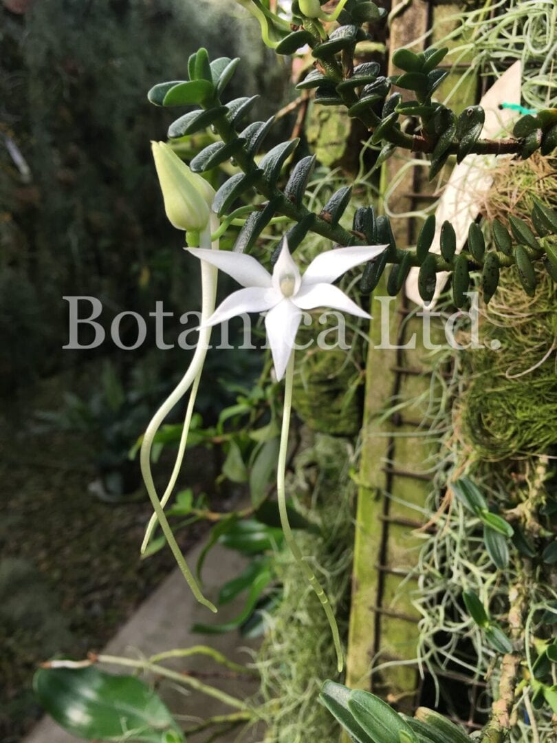 Angraecum oblongifolium